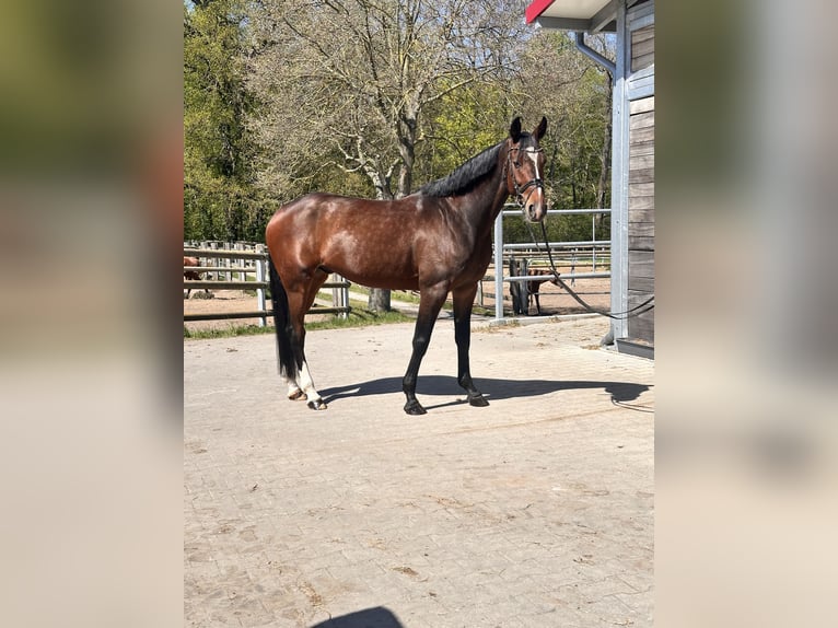 Schwedisches Warmblut Mix Wallach 7 Jahre 164 cm Dunkelbrauner in Leipzig