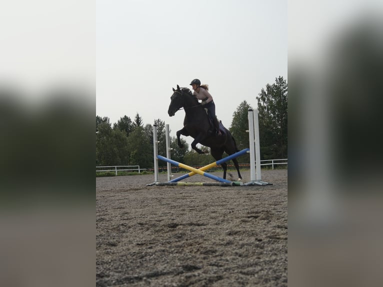 Schwedisches Warmblut Wallach 7 Jahre 175 cm Falbe in Vännäs