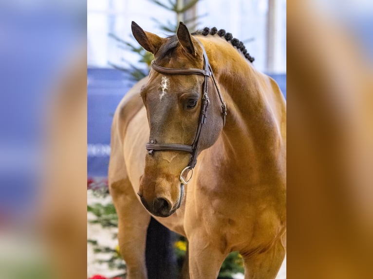 Schwedisches Warmblut Wallach 7 Jahre 176 cm Brauner in Diepholz