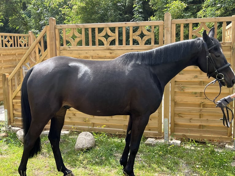 Schwedisches Warmblut Wallach 8 Jahre 150 cm Dunkelbrauner in Sundhagen