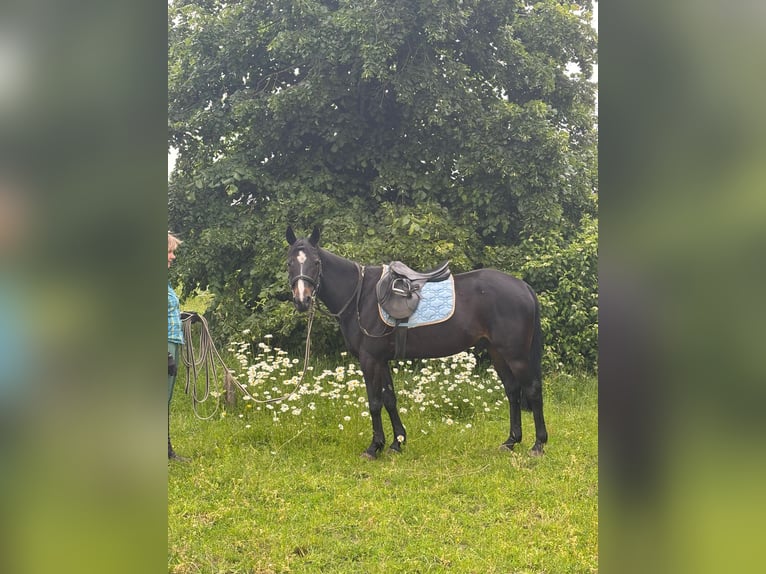 Schwedisches Warmblut Wallach 8 Jahre 150 cm Rappe in ReinbergSUNDHAGEN