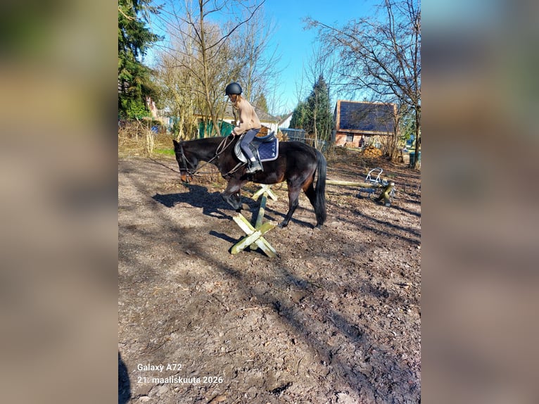 Schwedisches Warmblut Wallach 8 Jahre 150 cm Rappe in ReinbergSUNDHAGEN