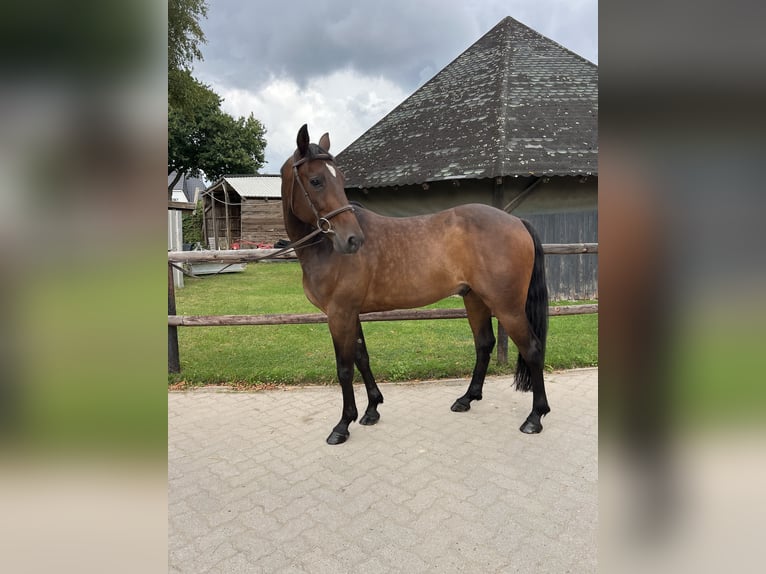Schwedisches Warmblut Wallach 8 Jahre 160 cm in Bremen Schwedisches Warmblut Wallach 8 Jahre 160 cm in Bremen
