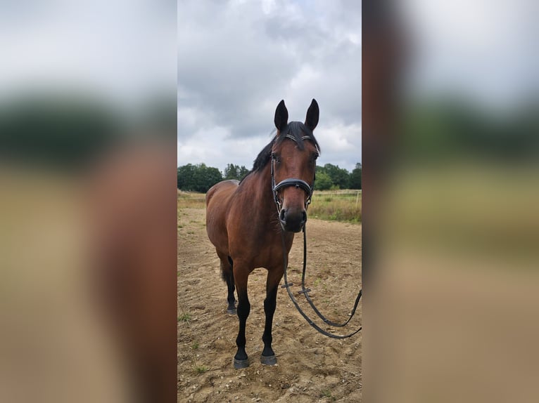 Schwedisches Warmblut Mix Wallach 8 Jahre 165 cm in Leipzig