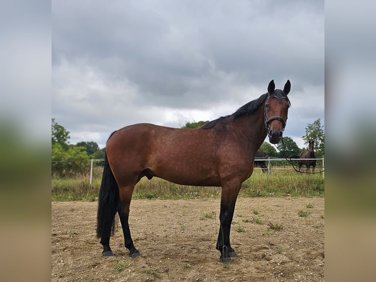 Schwedisches Warmblut Mix Wallach 8 Jahre 165 cm in Leipzig