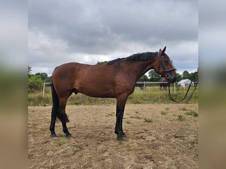 Schwedisches Warmblut Mix Wallach 8 Jahre 165 cm in Leipzig
