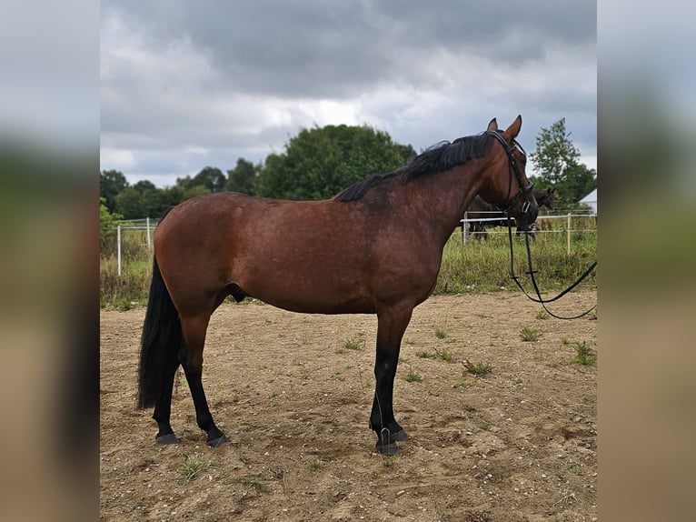 Schwedisches Warmblut Mix Wallach 8 Jahre 165 cm in Leipzig