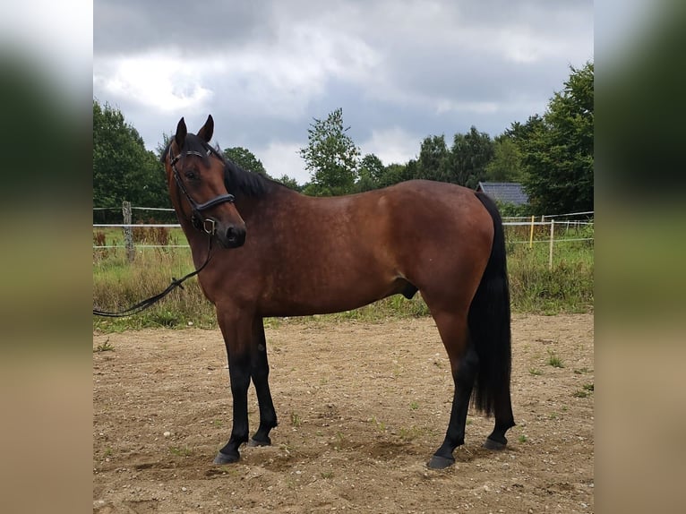 Schwedisches Warmblut Mix Wallach 8 Jahre 165 cm in Leipzig
