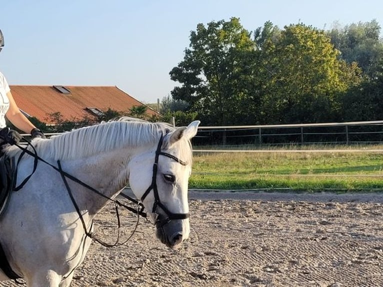 Schwedisches Warmblut Wallach 8 Jahre 166 cm Apfelschimmel in Speyer