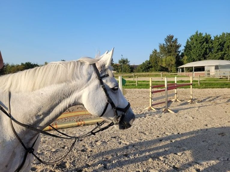 Schwedisches Warmblut Wallach 8 Jahre 166 cm Apfelschimmel in Speyer