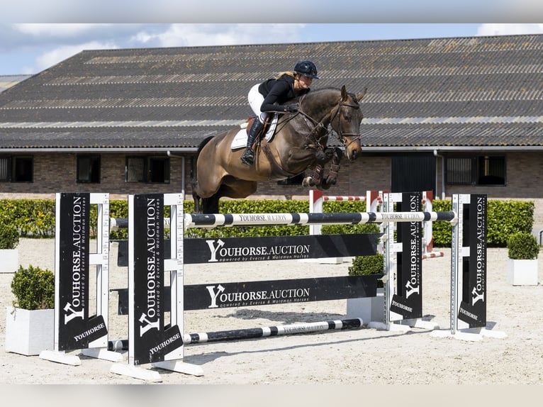 Schwedisches Warmblut Wallach 8 Jahre 167 cm  in Waddinxveen