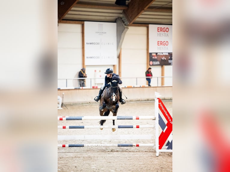 Schwedisches Warmblut Wallach 8 Jahre 169 cm Dunkelbrauner in Krobia