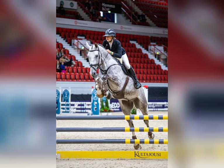Schwedisches Warmblut Wallach 8 Jahre 175 cm White in Flyinge