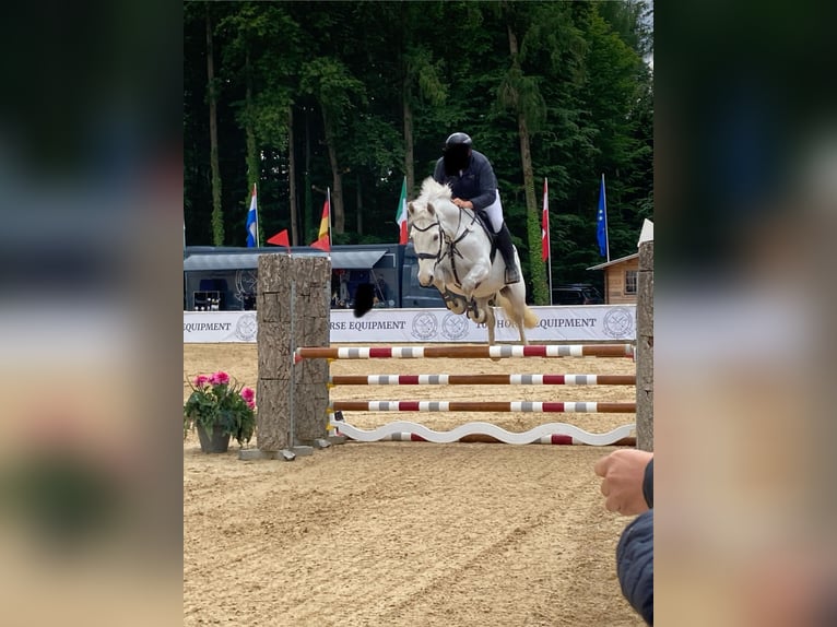 Schwedisches Warmblut Wallach 9 Jahre 163 cm Schimmel in Kleinfurra