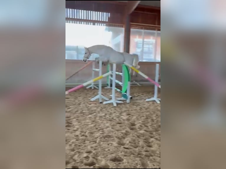 Schwedisches Warmblut Wallach 9 Jahre 163 cm Schimmel in Kleinfurra