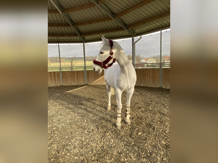 Schwedisches Warmblut Wallach 9 Jahre 163 cm Schimmel in Kleinfurra