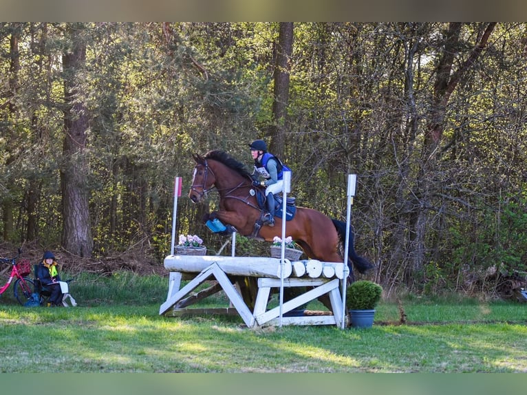 Schwedisches Warmblut Wallach 9 Jahre 167 cm Brauner in Thomasburg