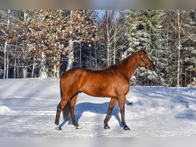 Schwedisches Warmblut Wallach 9 Jahre 167 cm Brauner in Thomasburg