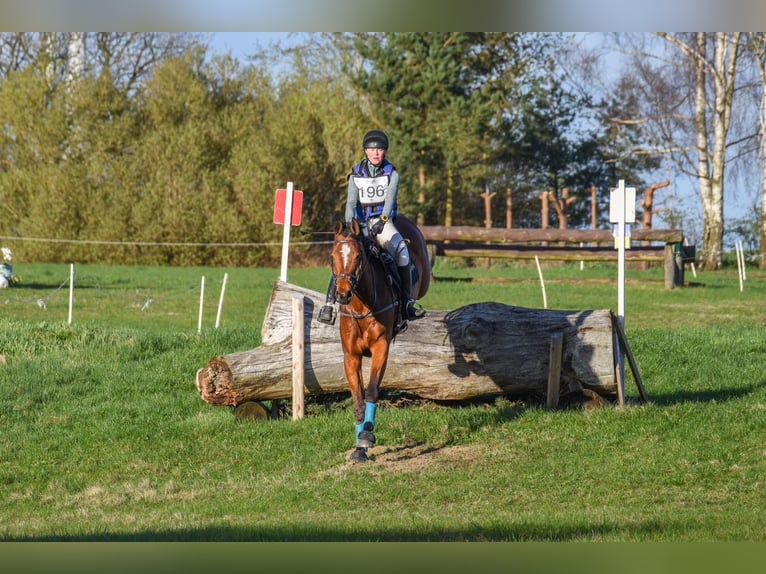 Schwedisches Warmblut Wallach 9 Jahre 167 cm Brauner in Thomasburg
