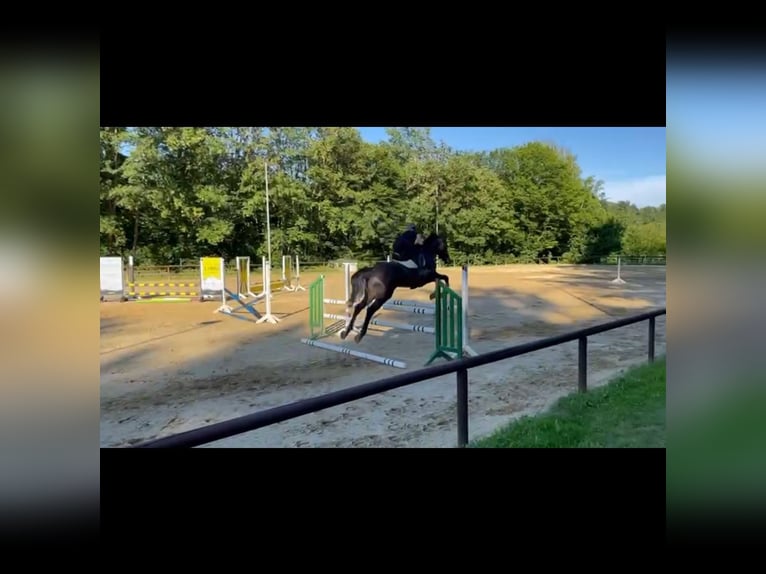 Schwedisches Warmblut Wallach 9 Jahre 171 cm Dunkelbrauner in Kernen im Remstal