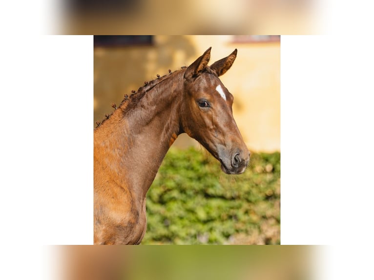 Schwedisches Warmblut Wallach Fohlen (05/2026) Fuchs in Flyinge