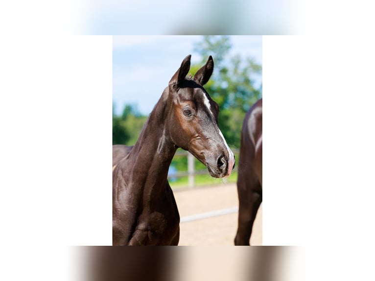 Schwedisches Warmblut Wallach Fohlen (05/2025) Rappe in Flyinge