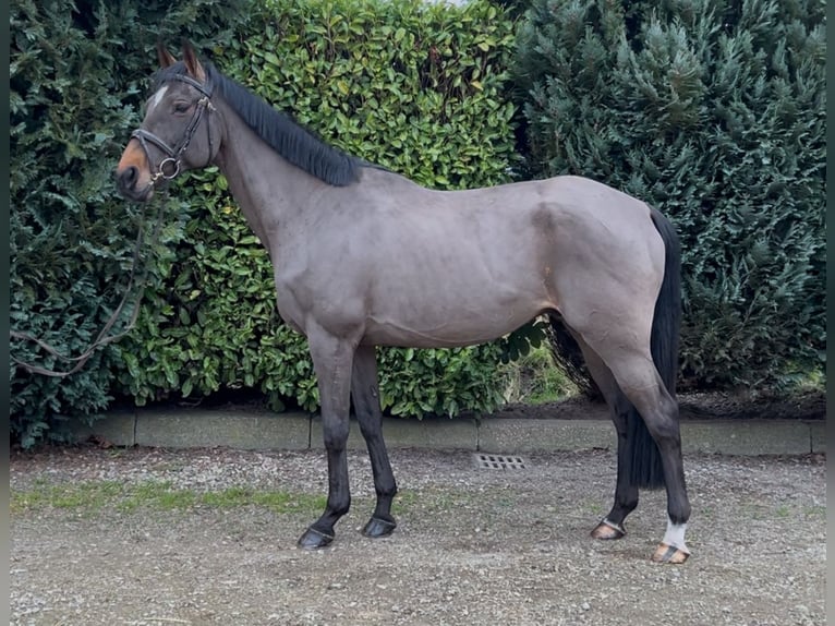 Schweike Caballo castrado 13 años 165 cm Castaño in Oud Gastel