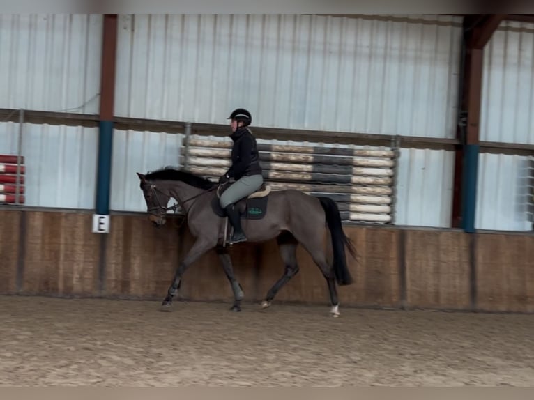 Schweike Caballo castrado 13 años 165 cm Castaño in Oud Gastel