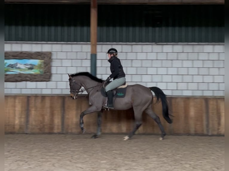 Schweike Caballo castrado 13 años 165 cm Castaño in Oud Gastel