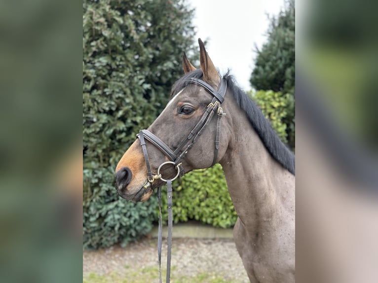 Schweike Gelding 13 years 16 hh Brown in Oud Gastel