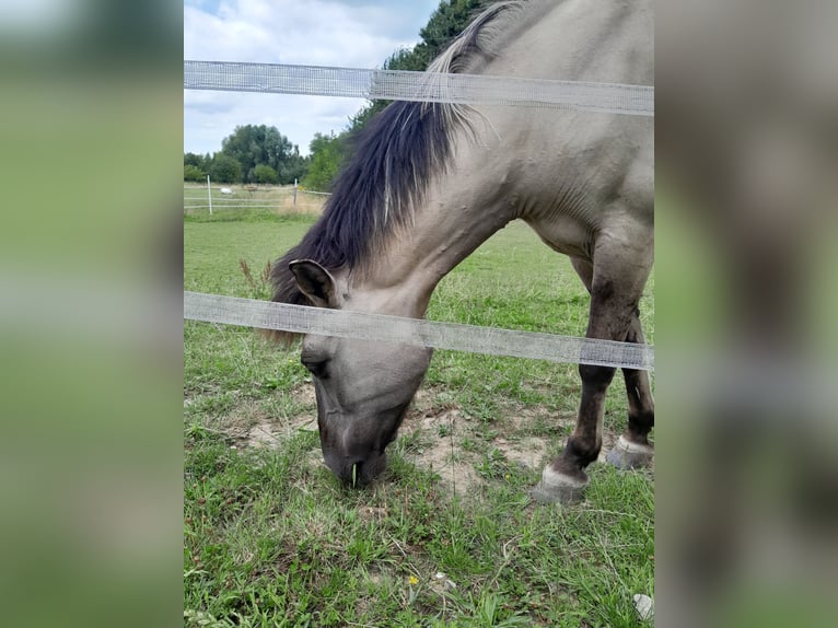Schweike Mix Mare 12 years 14,2 hh in Duisburg
