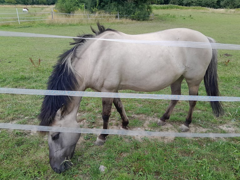 Schweike Mix Mare 12 years 14,2 hh in Duisburg