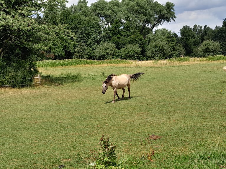 Schweike Mix Mare 12 years 14,2 hh in Duisburg