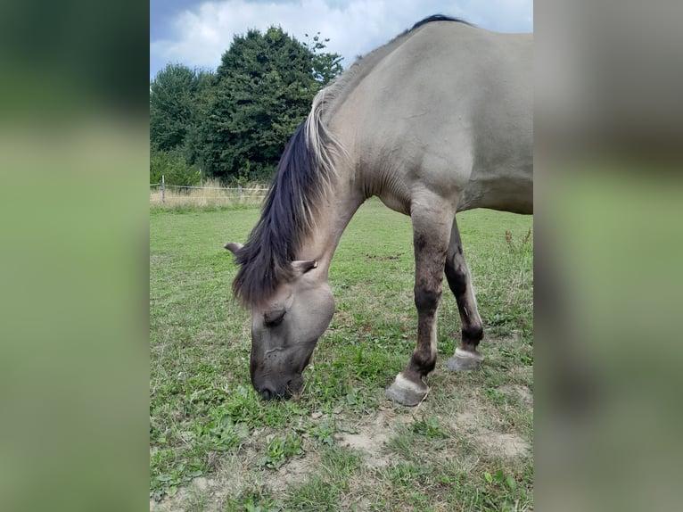 Schweike Mix Stute 12 Jahre 148 cm in Duisburg
