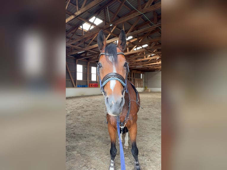 Schweizer Warmblut Hengst 17 Jahre in Lindau