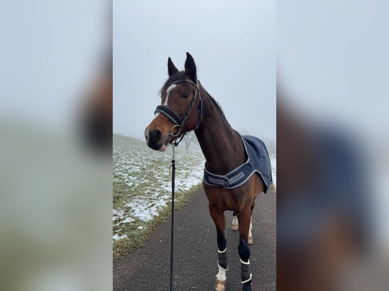 Schweizer Warmblut Hengst 17 Jahre in Lindau