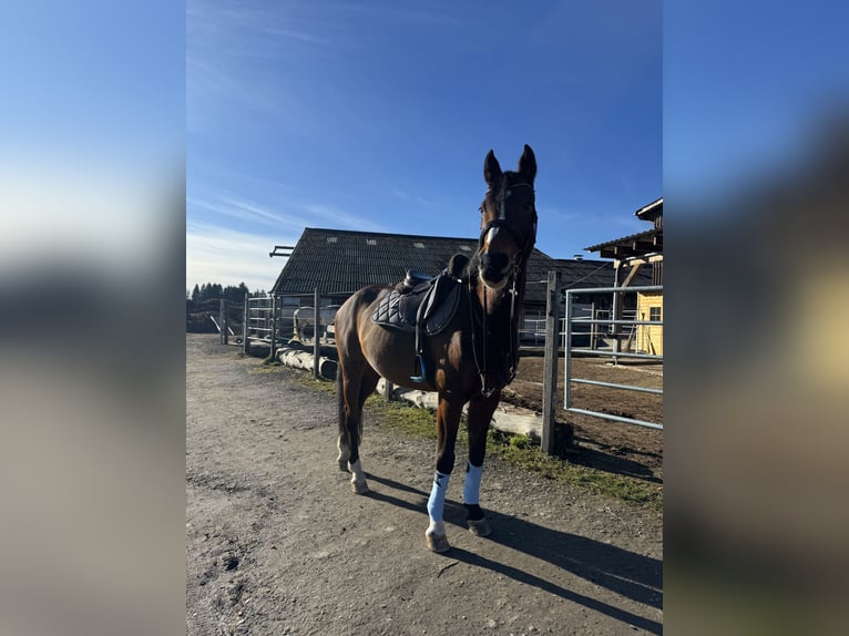 Schweizer Warmblut Hengst 17 Jahre in Lindau