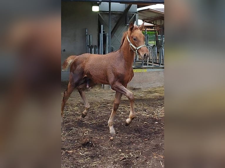 Schweizer Warmblut Hengst 1 Jahr 167 cm in St.Ursen
