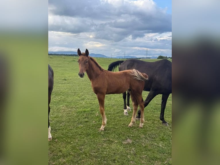Schweizer Warmblut Hengst 1 Jahr 167 cm in St.Ursen