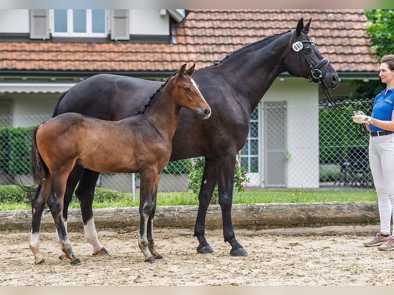 Schweizer Warmblut Hengst 1 Jahr 170 cm Dunkelbrauner in Dielsdorf