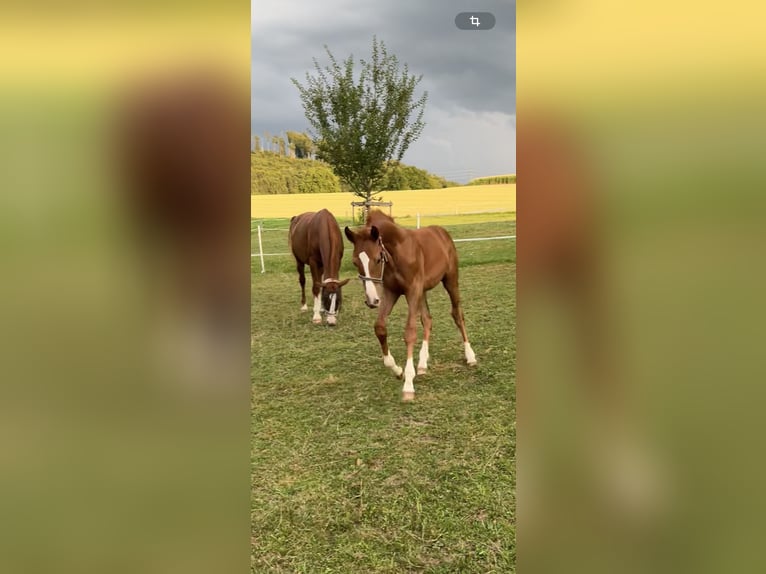 Schweizer Warmblut Hengst 1 Jahr 170 cm Fuchs in Muriaux