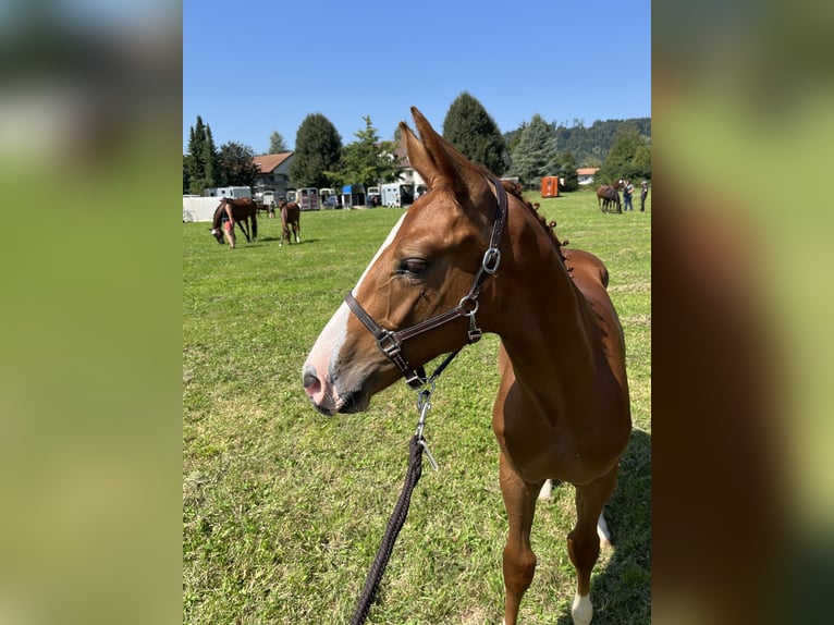 Schweizer Warmblut Hengst 1 Jahr 170 cm Fuchs in Muriaux