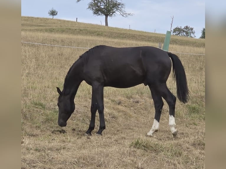 Schweizer Warmblut Hengst 1 Jahr Rappe in Effingen