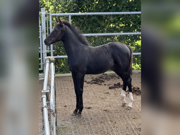 Schweizer Warmblut Hengst 1 Jahr Rappe in Effingen