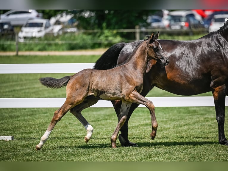 Schweizer Warmblut Hengst 1 Jahr Rappe in Effingen