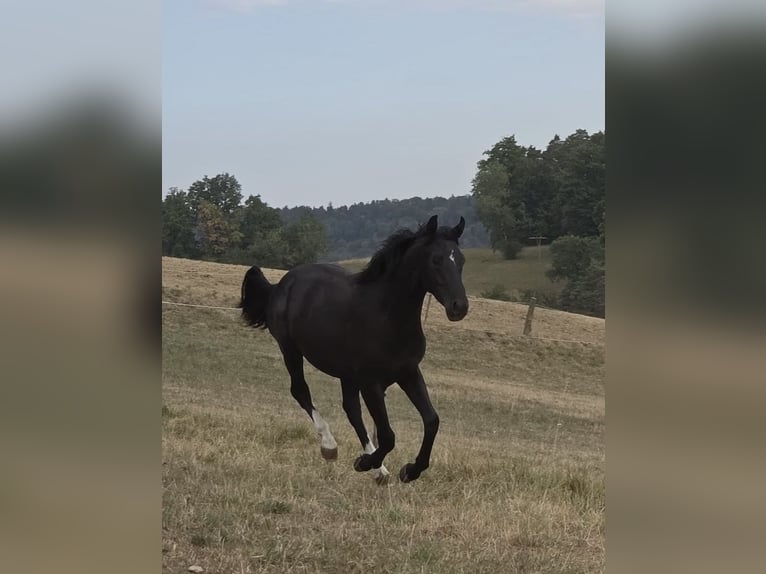 Schweizer Warmblut Hengst 1 Jahr Rappe in Effingen