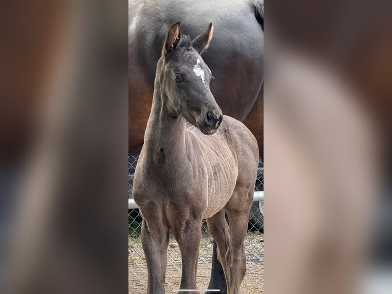 Schweizer Warmblut Hengst 1 Jahr Rappe in Effingen