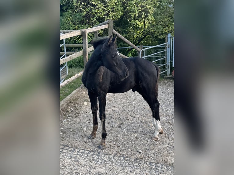 Schweizer Warmblut Hengst 1 Jahr Rappe in Effingen