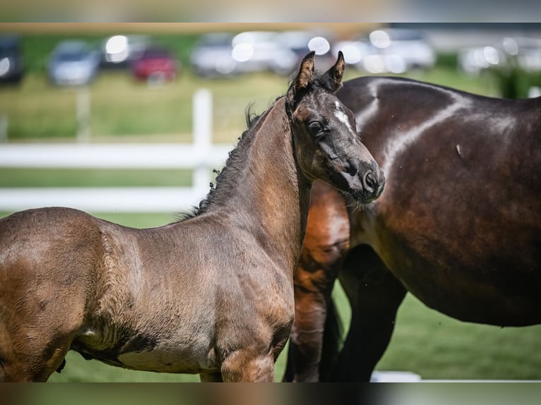 Schweizer Warmblut Hengst 1 Jahr Rappe in Effingen