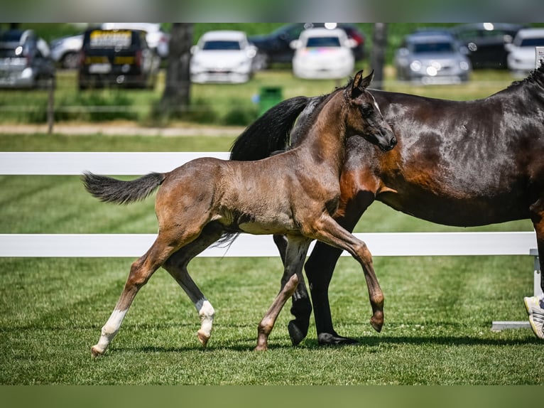 Schweizer Warmblut Hengst 1 Jahr Rappe in Effingen